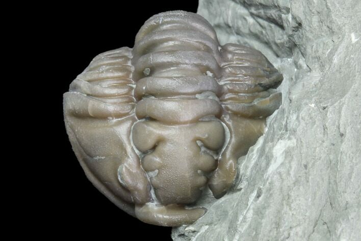 Wide Enrolled Flexicalymene Trilobite - Mt Orab, Ohio #85600